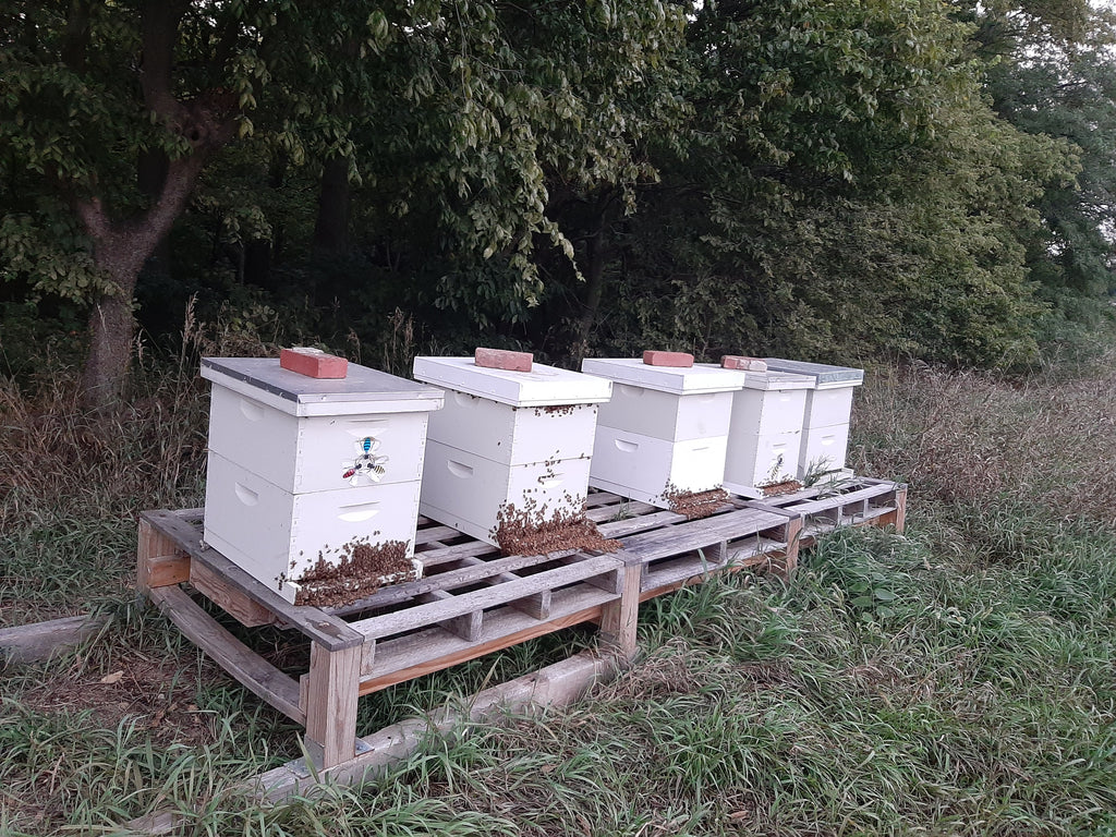 Getting the Bees Ready for Winter